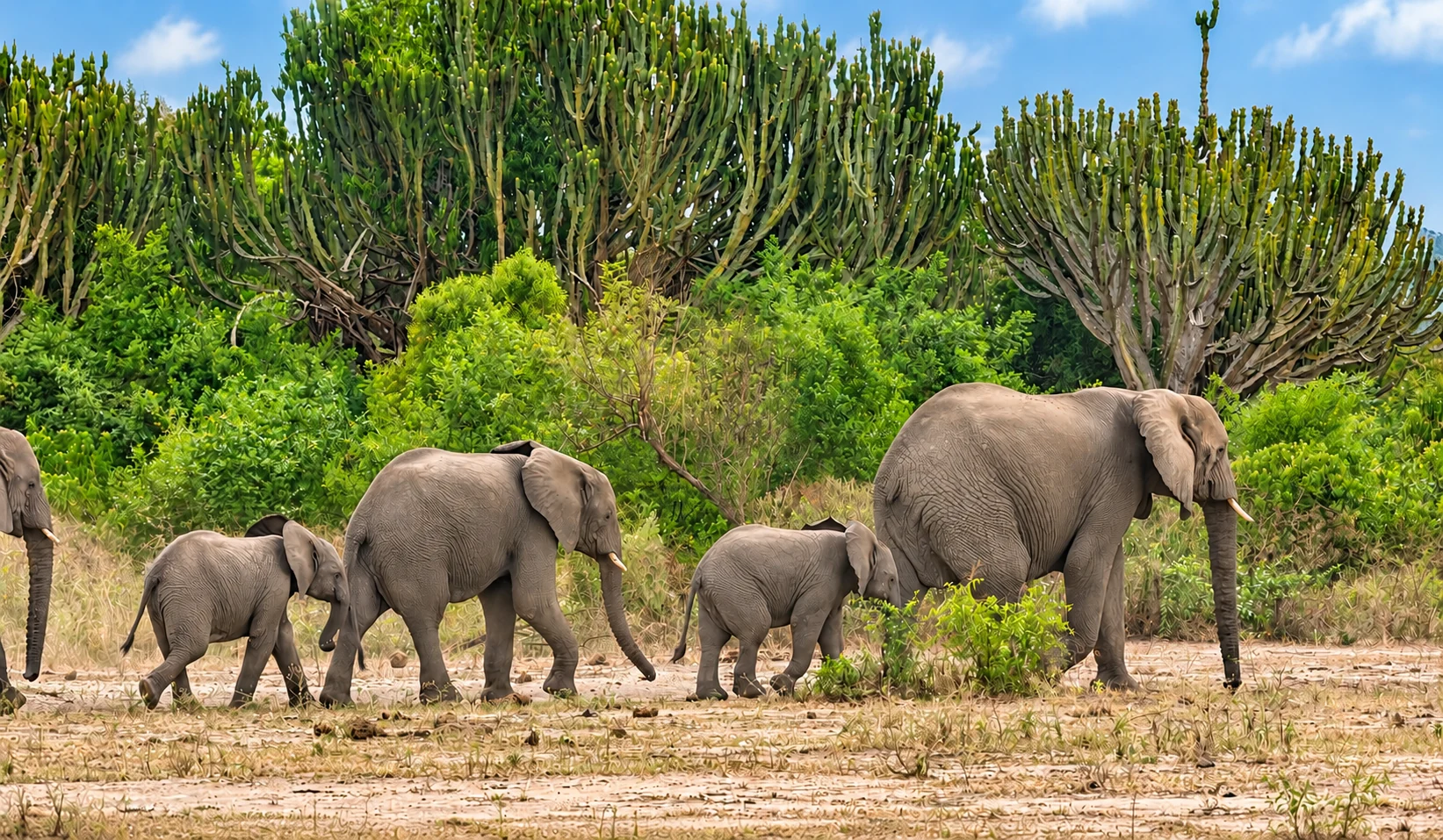 Uganda safari experience