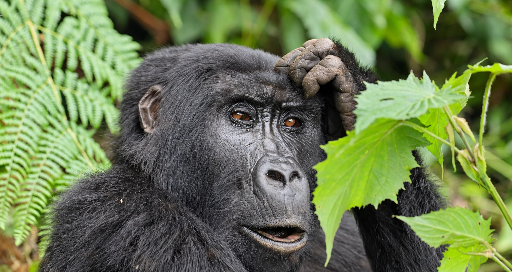 Mountain gorilla in the forest — 6-Day Gorillas & Wildlife