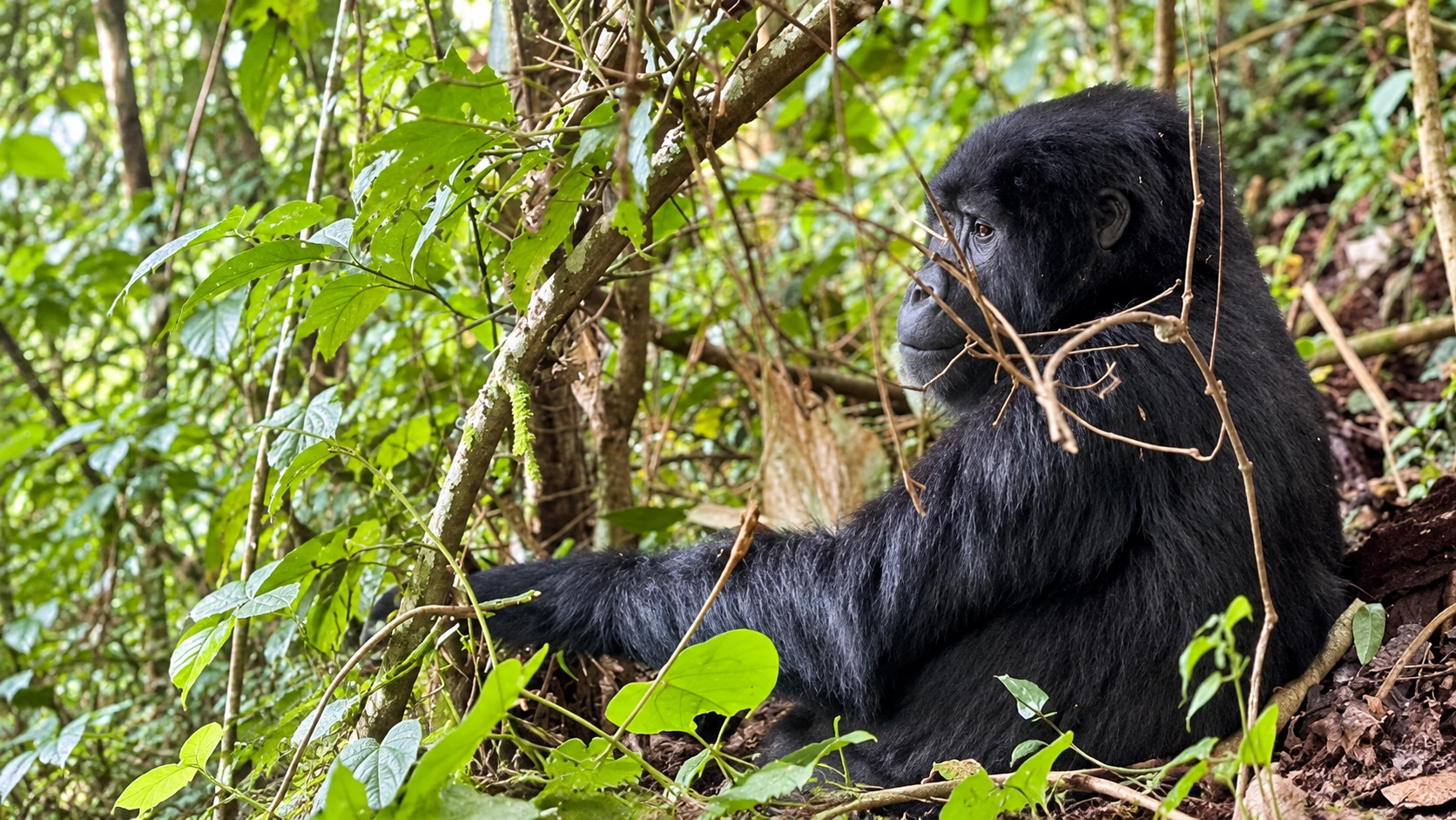 3-Day Fly-In Gorilla Trekking