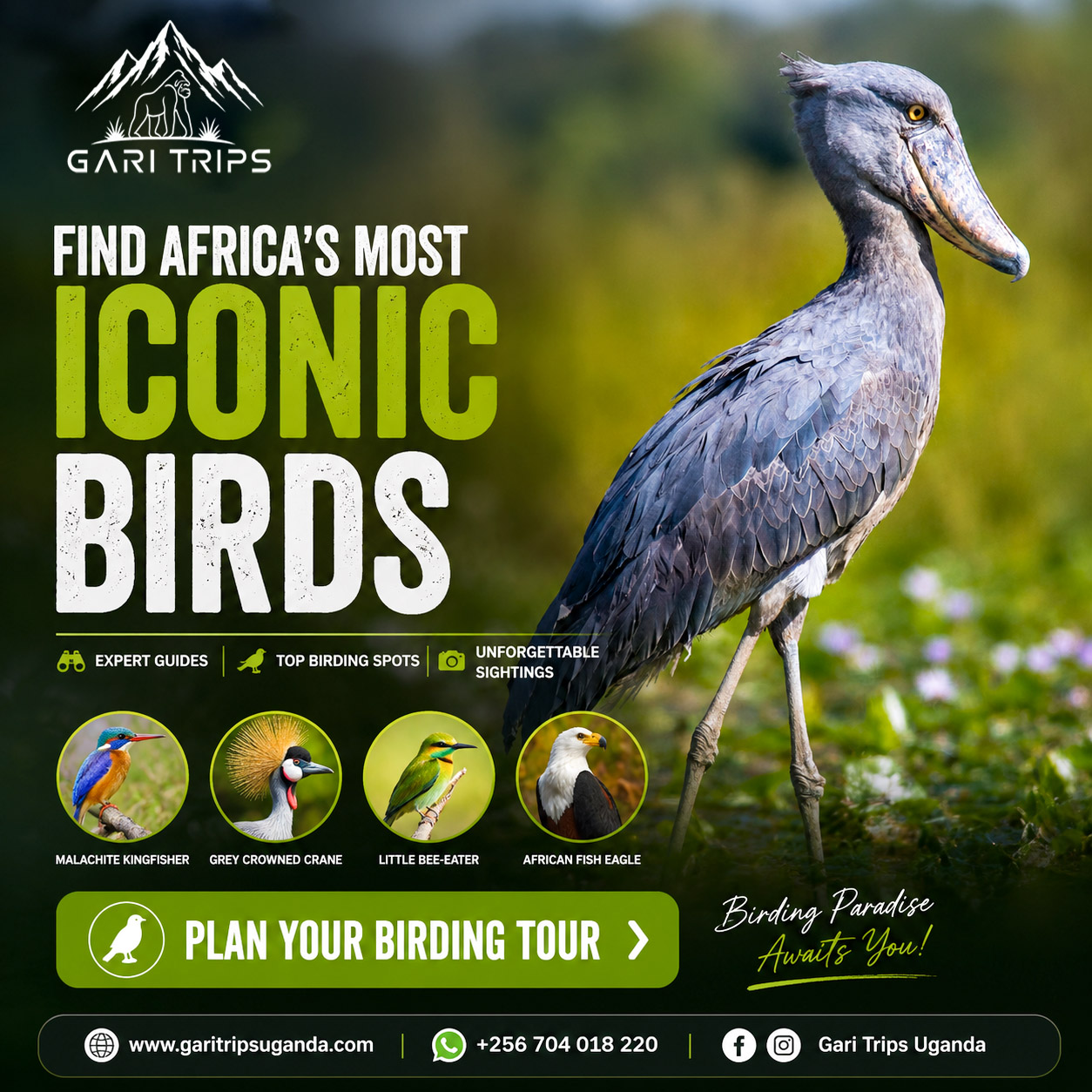 Wildlife Safari