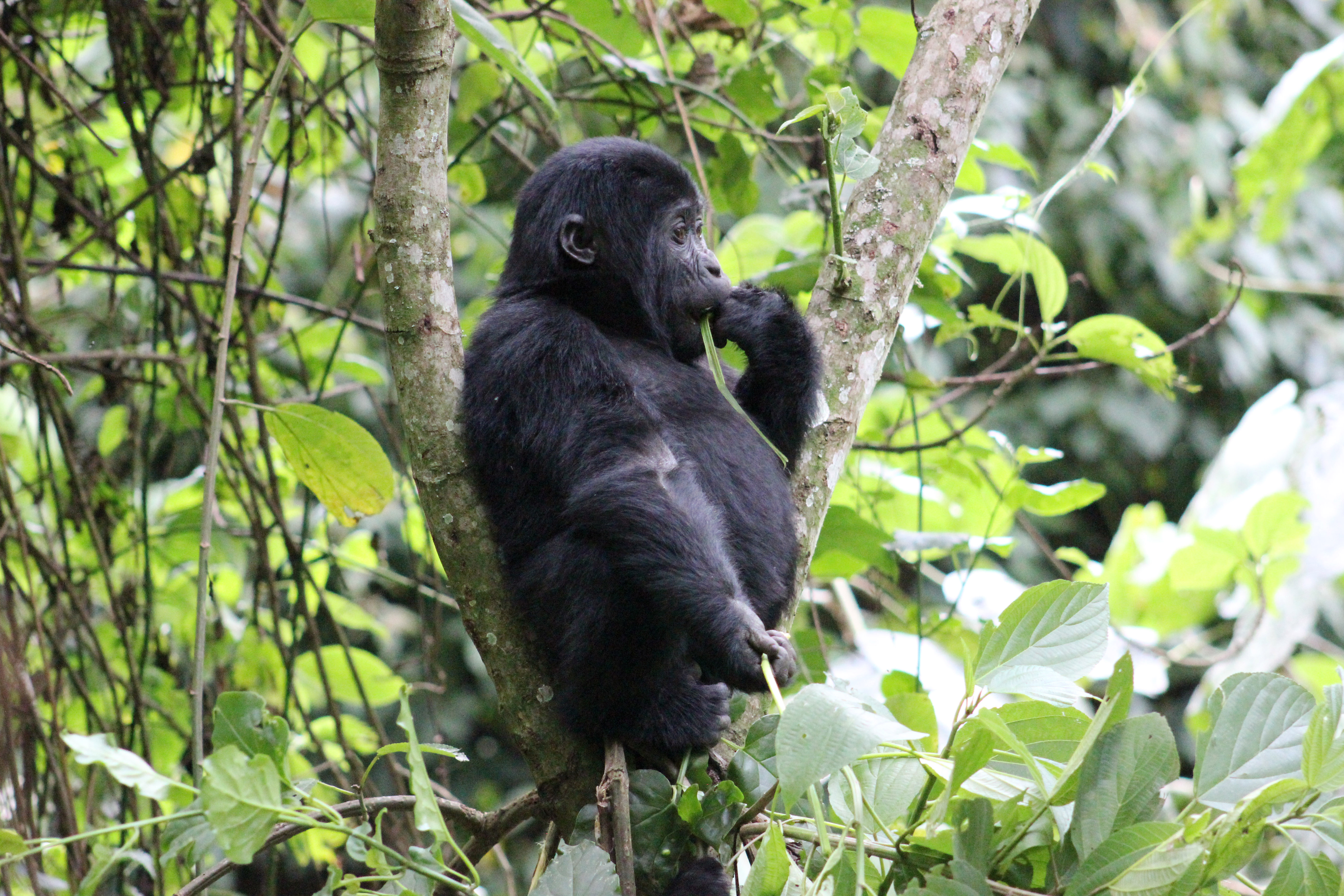 Bwindi Forest Birding