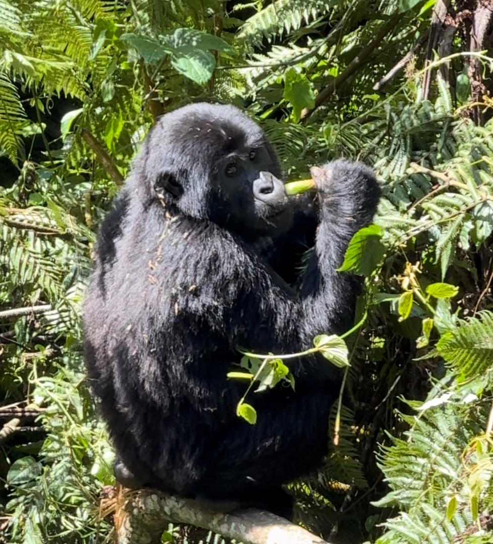 Gorilla trekking experience