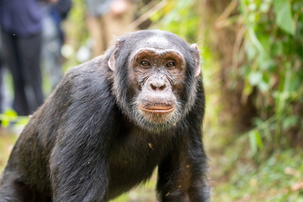 Chimpanzee tracking