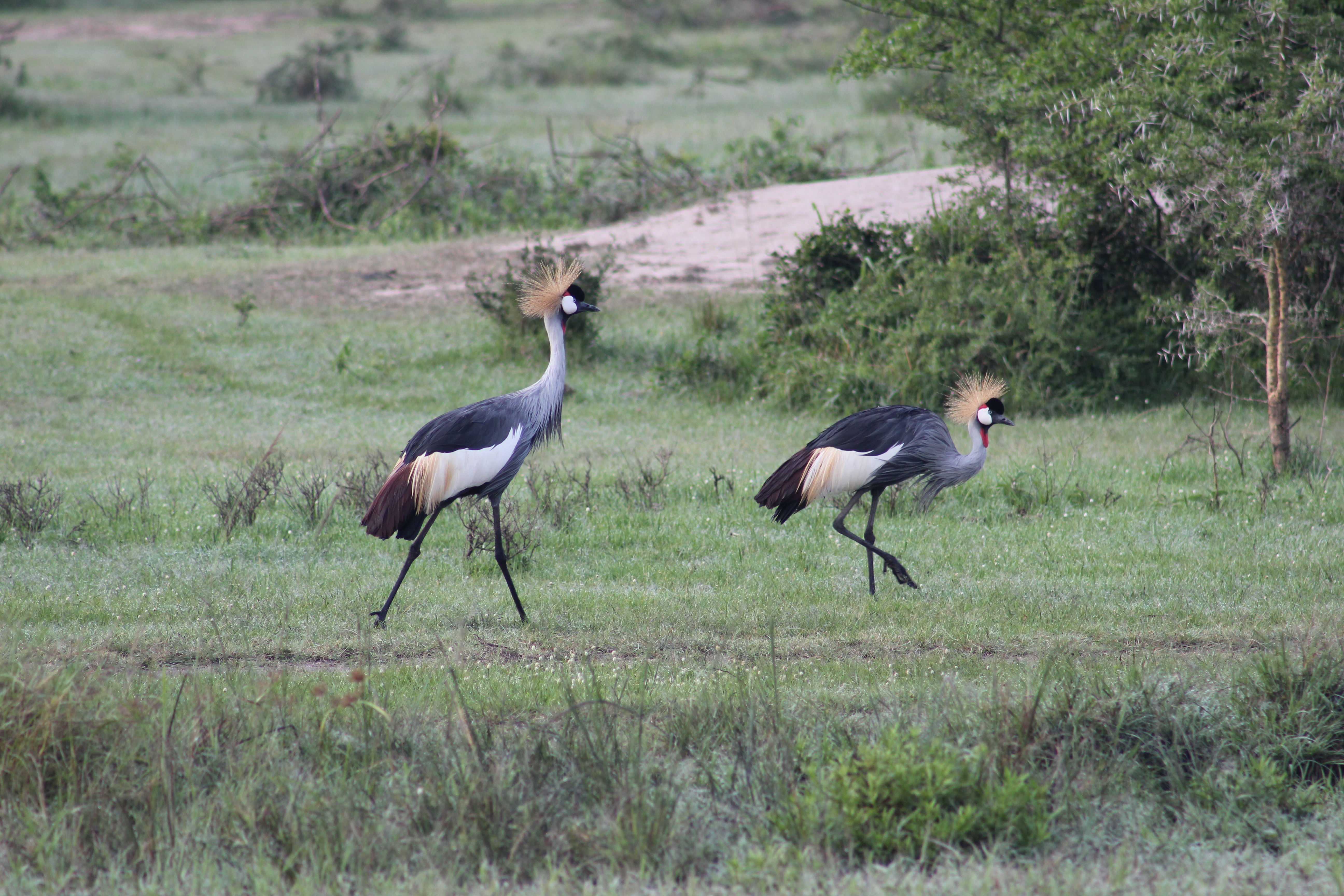 Bird watching in Uganda