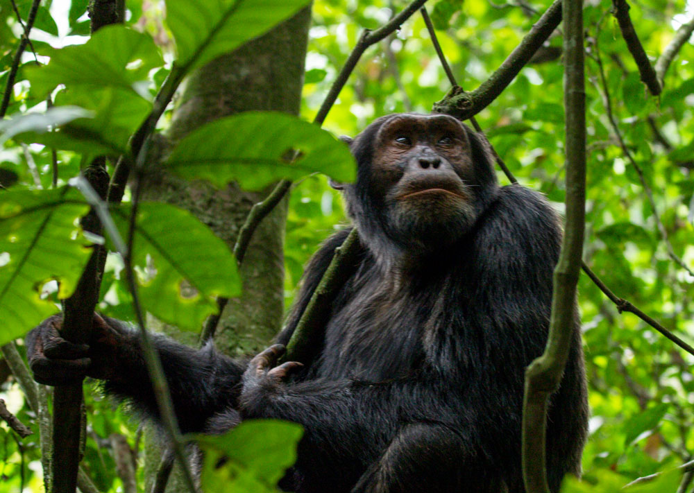 3-Day Primates Adventure safari