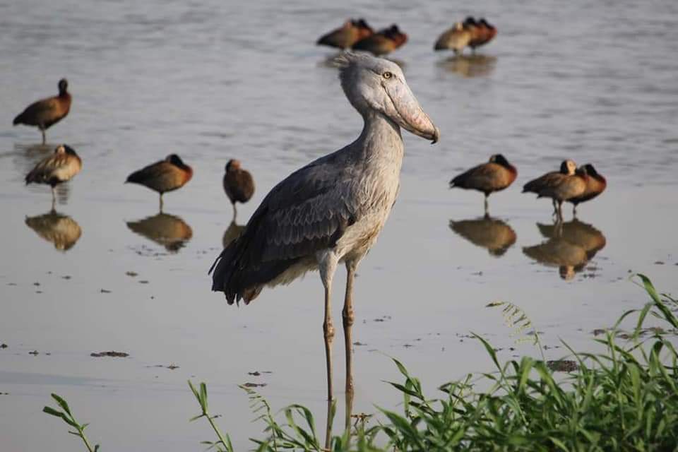 Shoebill Bird