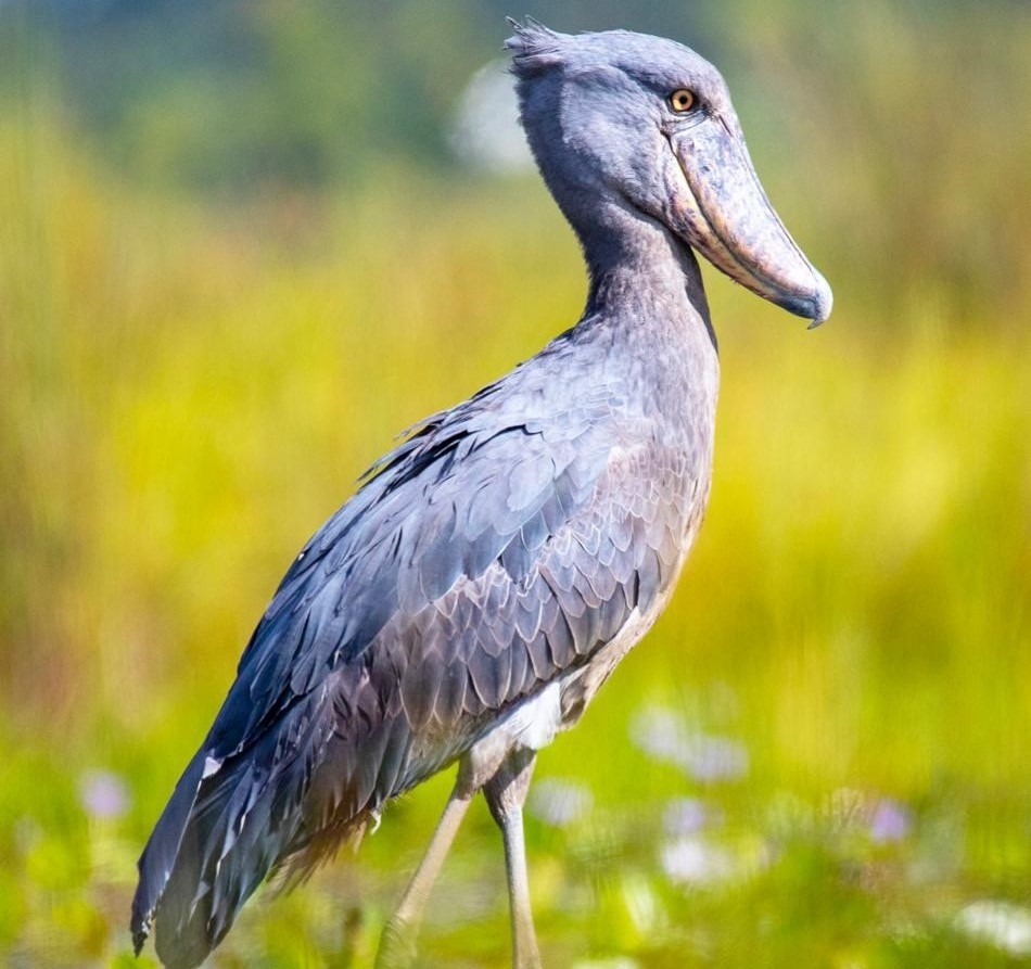 Shoebill Safari