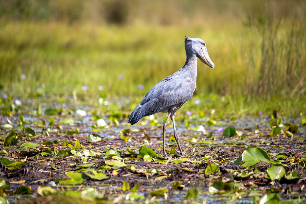 Shoebill Close Up