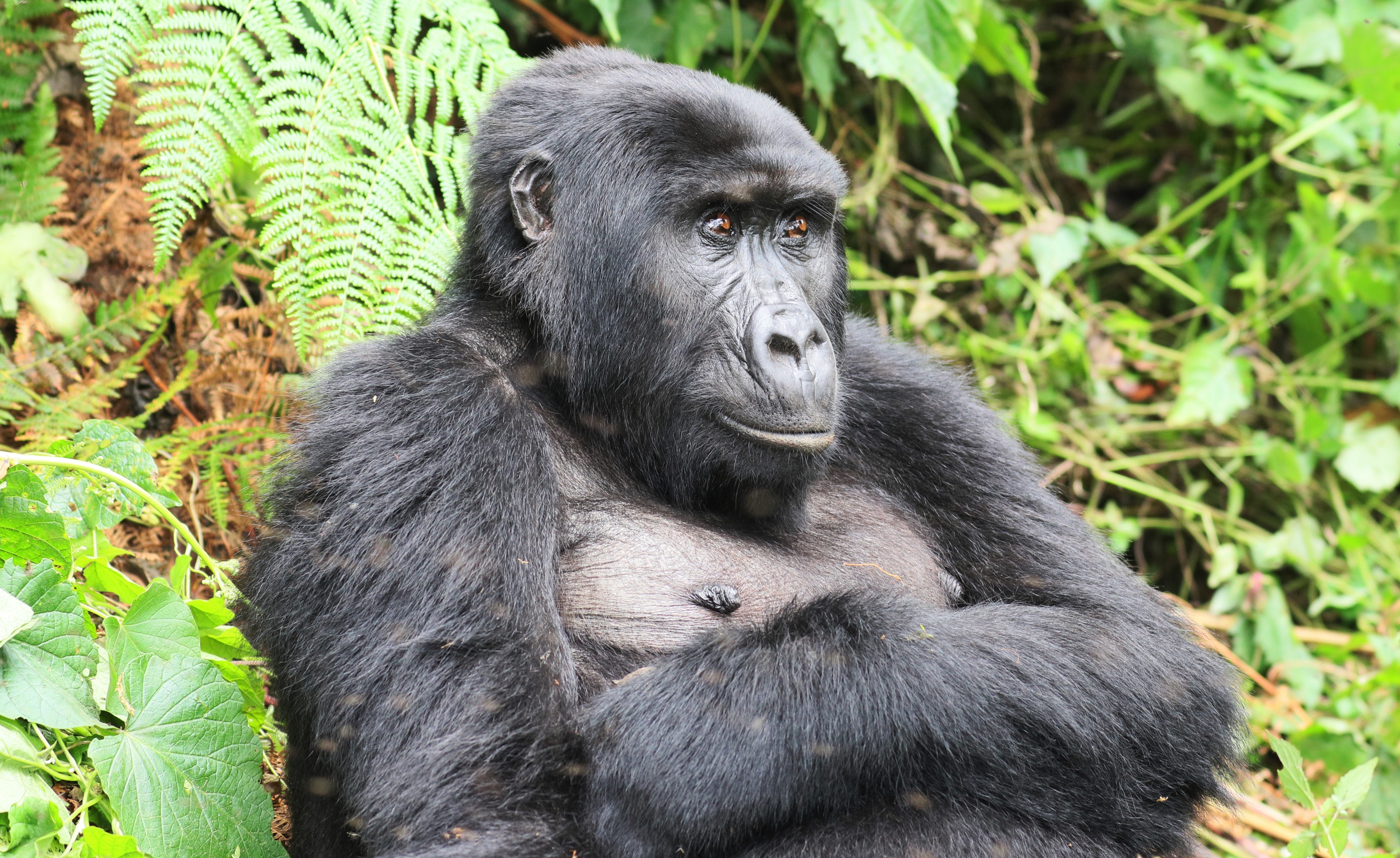 3-Day Gorilla Trekking Safari