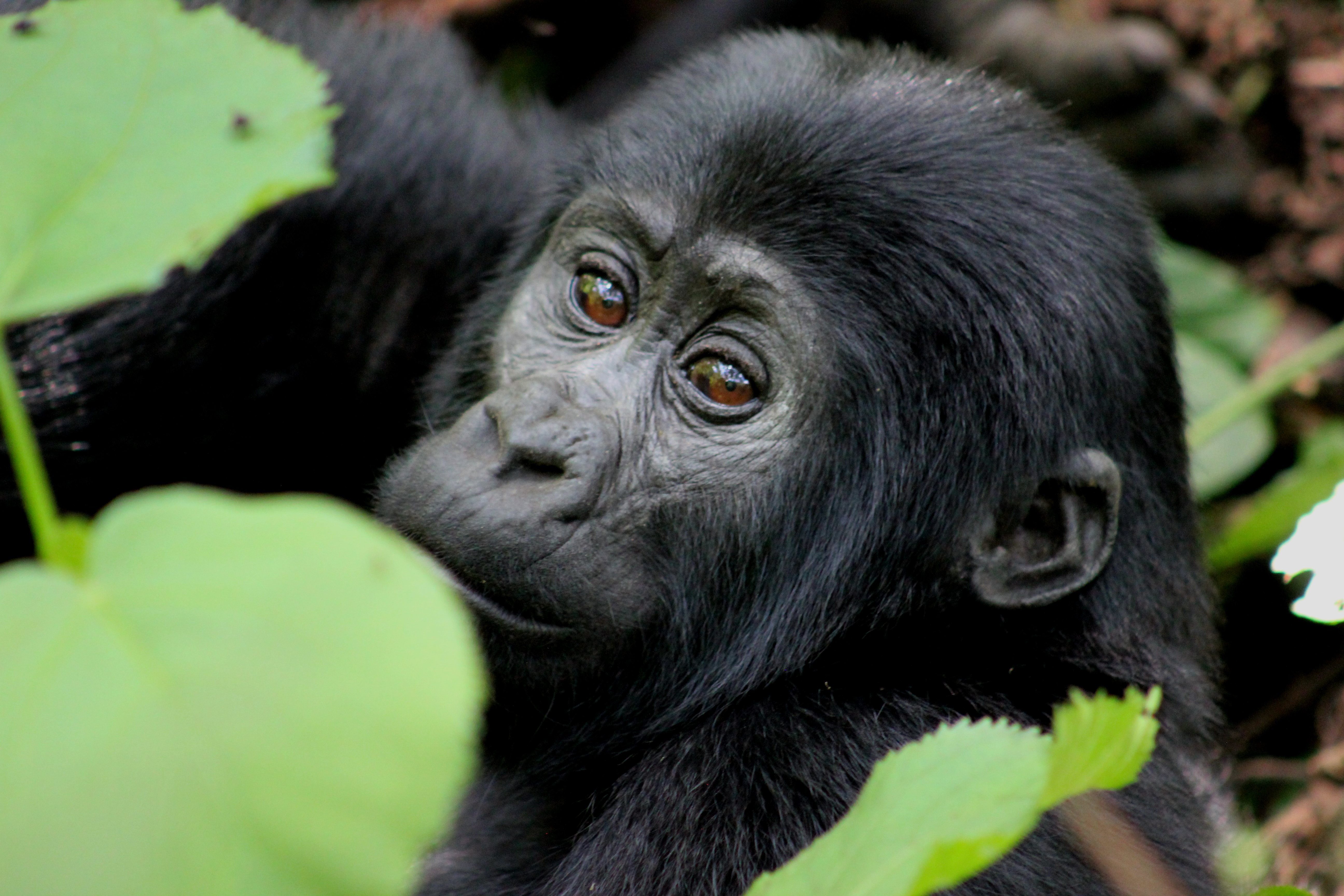 Gorilla trekking experience