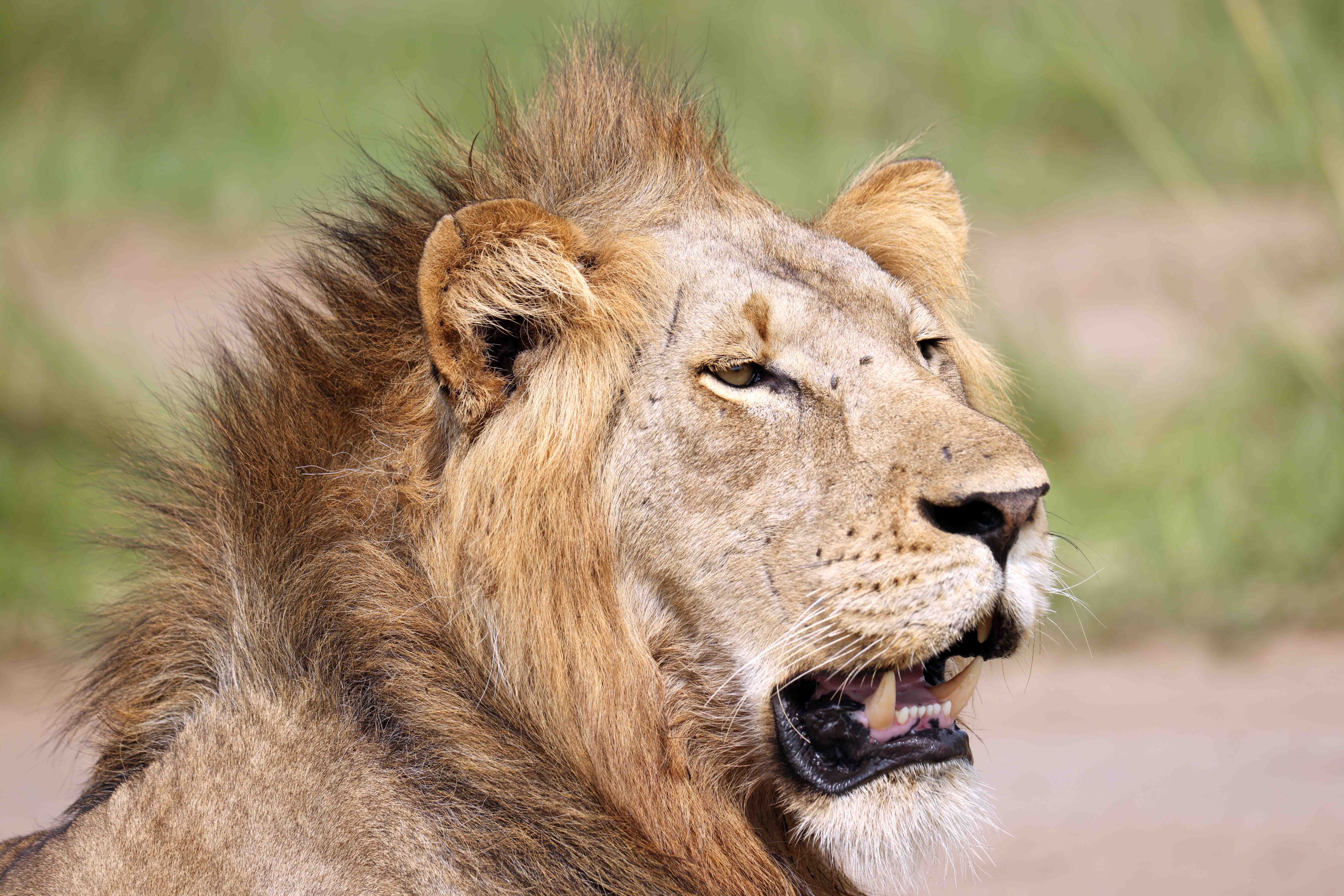 African wildlife