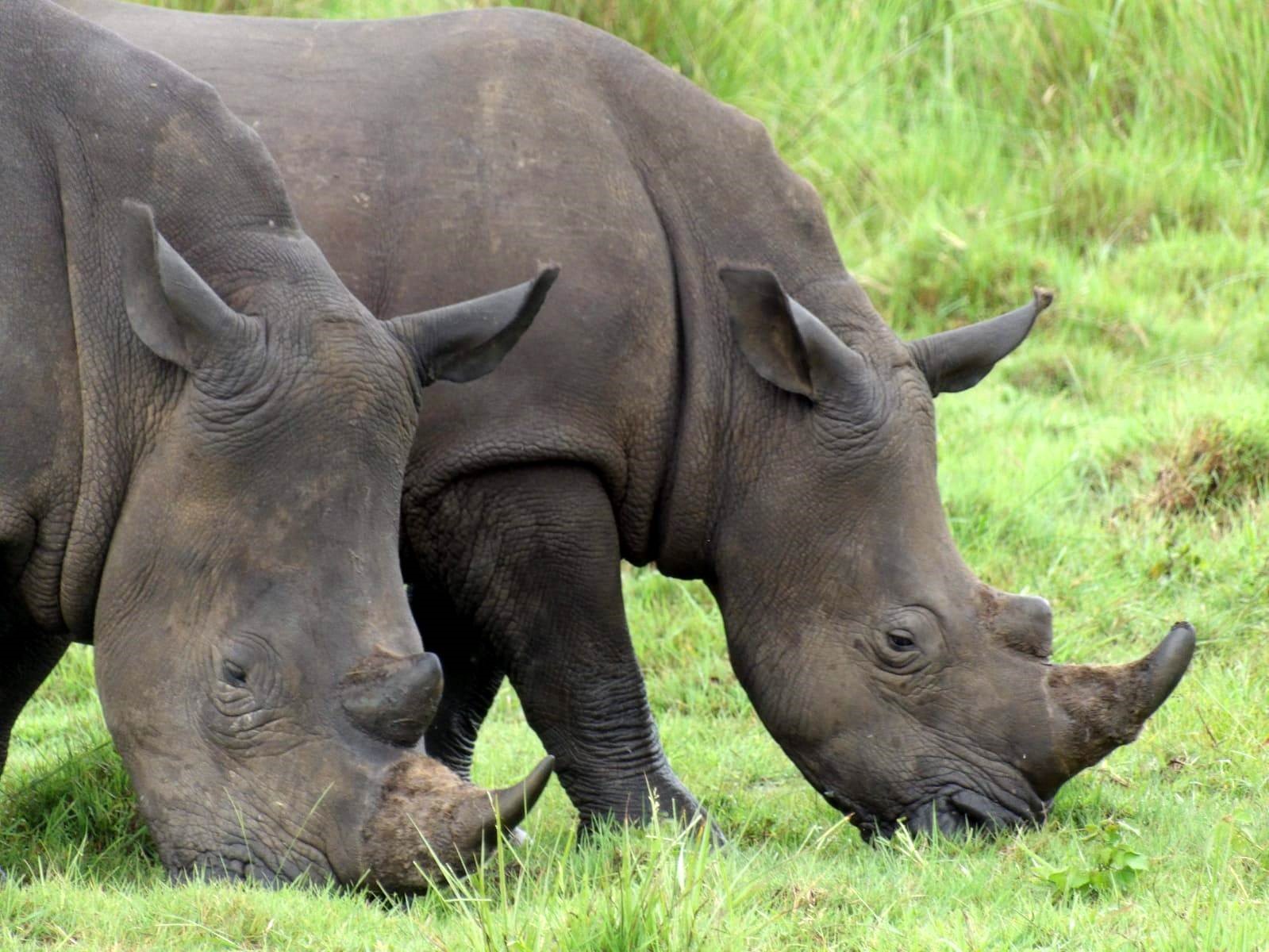 Ziwa Rhino Sanctuary