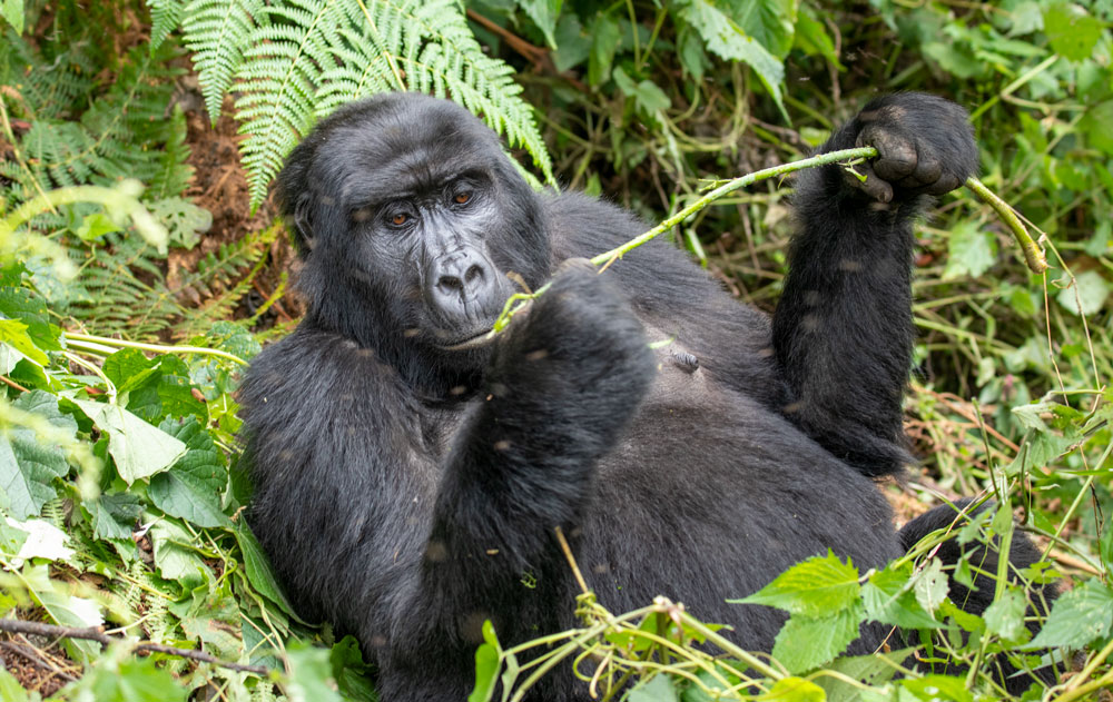 Mountain Gorilla in Uganda