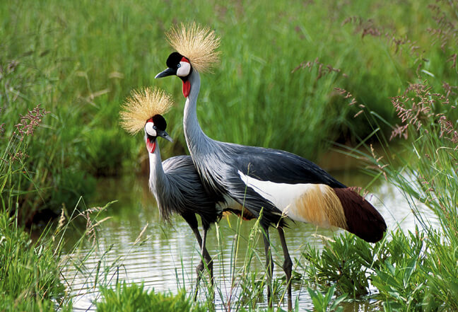 Best time to visit Uganda
