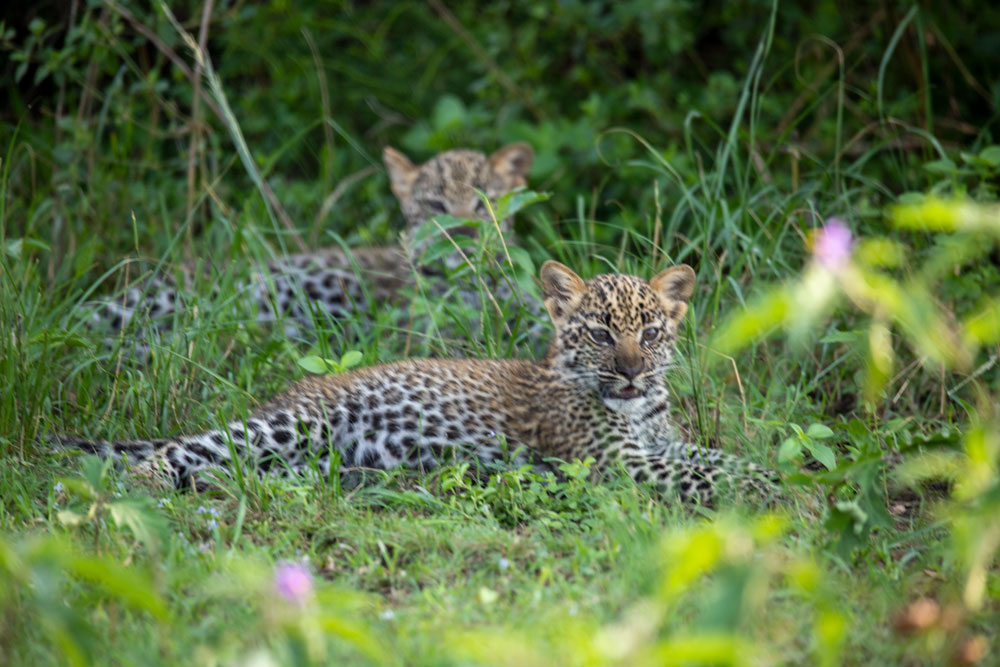 Wildlife Safaris