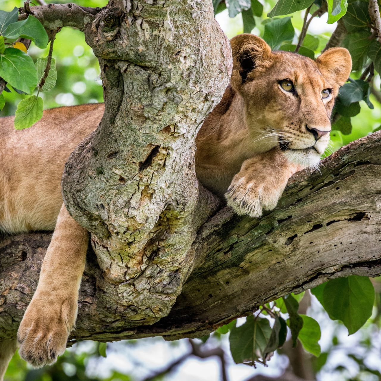Safari in Queen Elizabeth Park