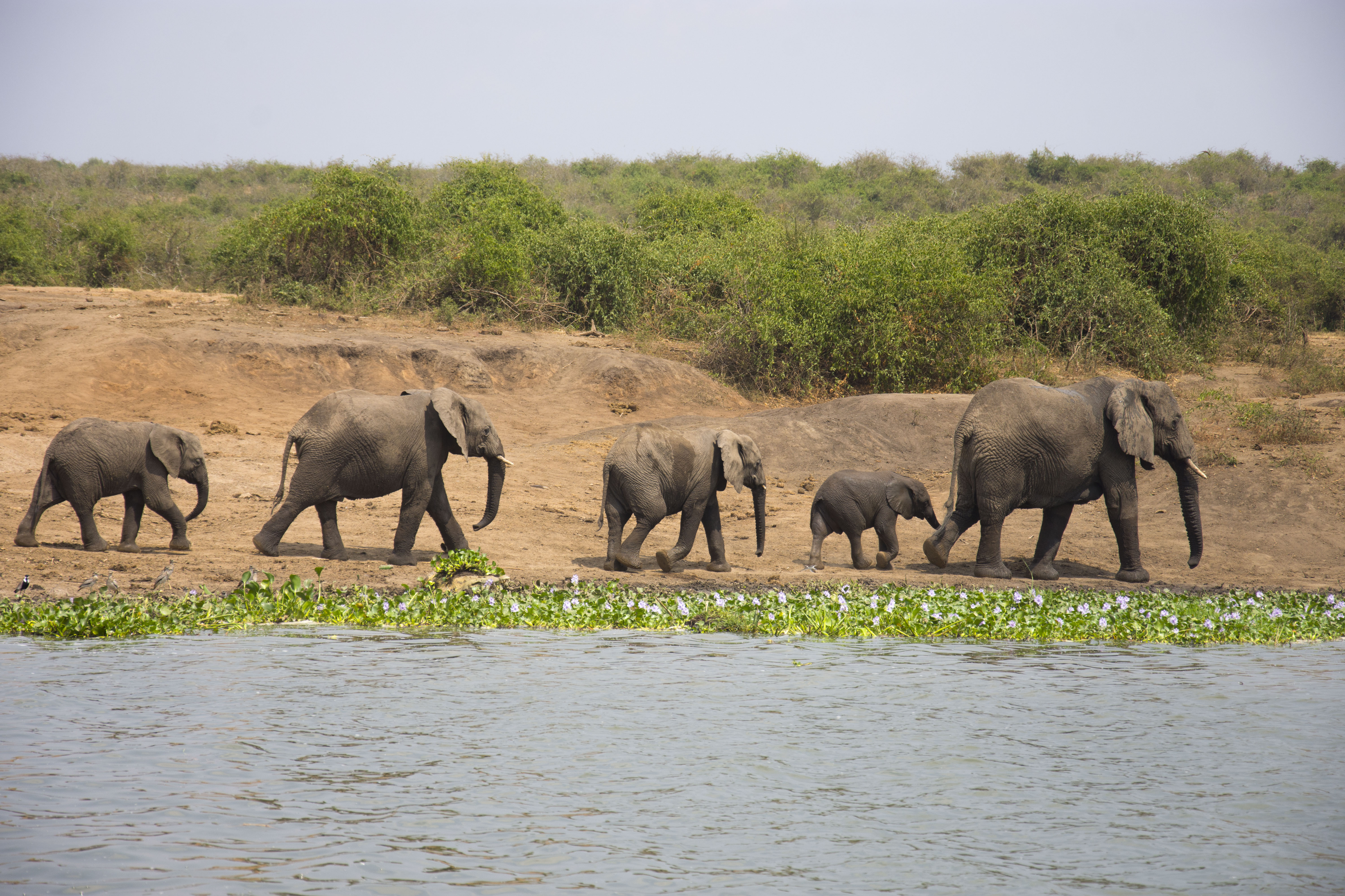 Queen Elizabeth National Park Birding
