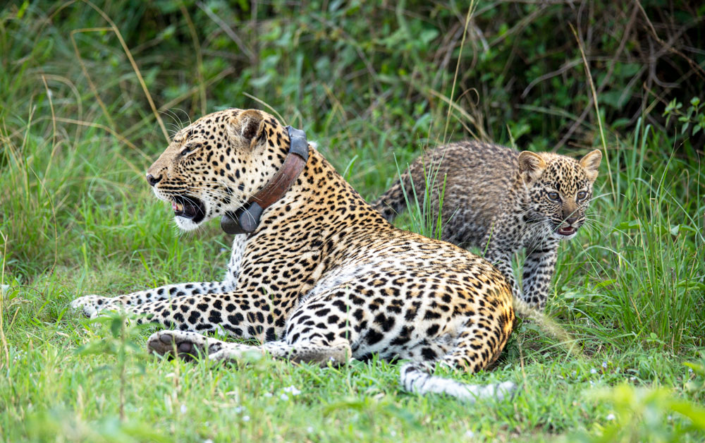 10-Day Uganda Wildlife & Gorilla Safari
