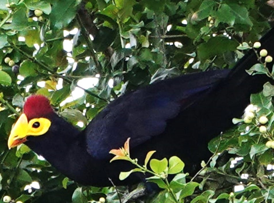 Bigodi Wetland Sanctuary