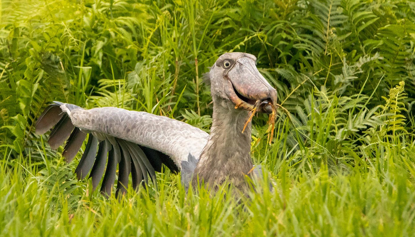 Shoebill Tracking