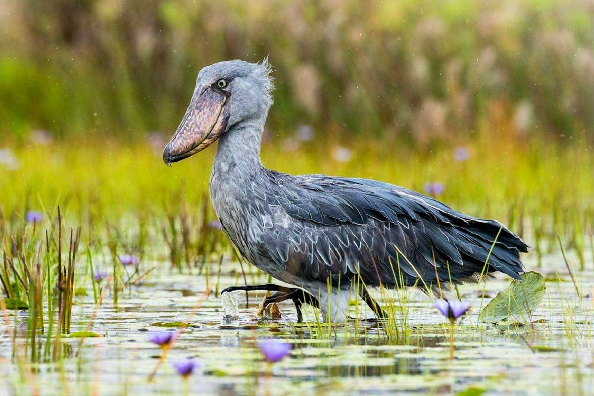 Bird watching Uganda