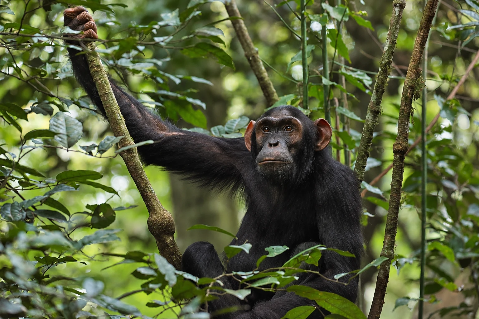 Chimpanzee holding a tree branch in the forest
