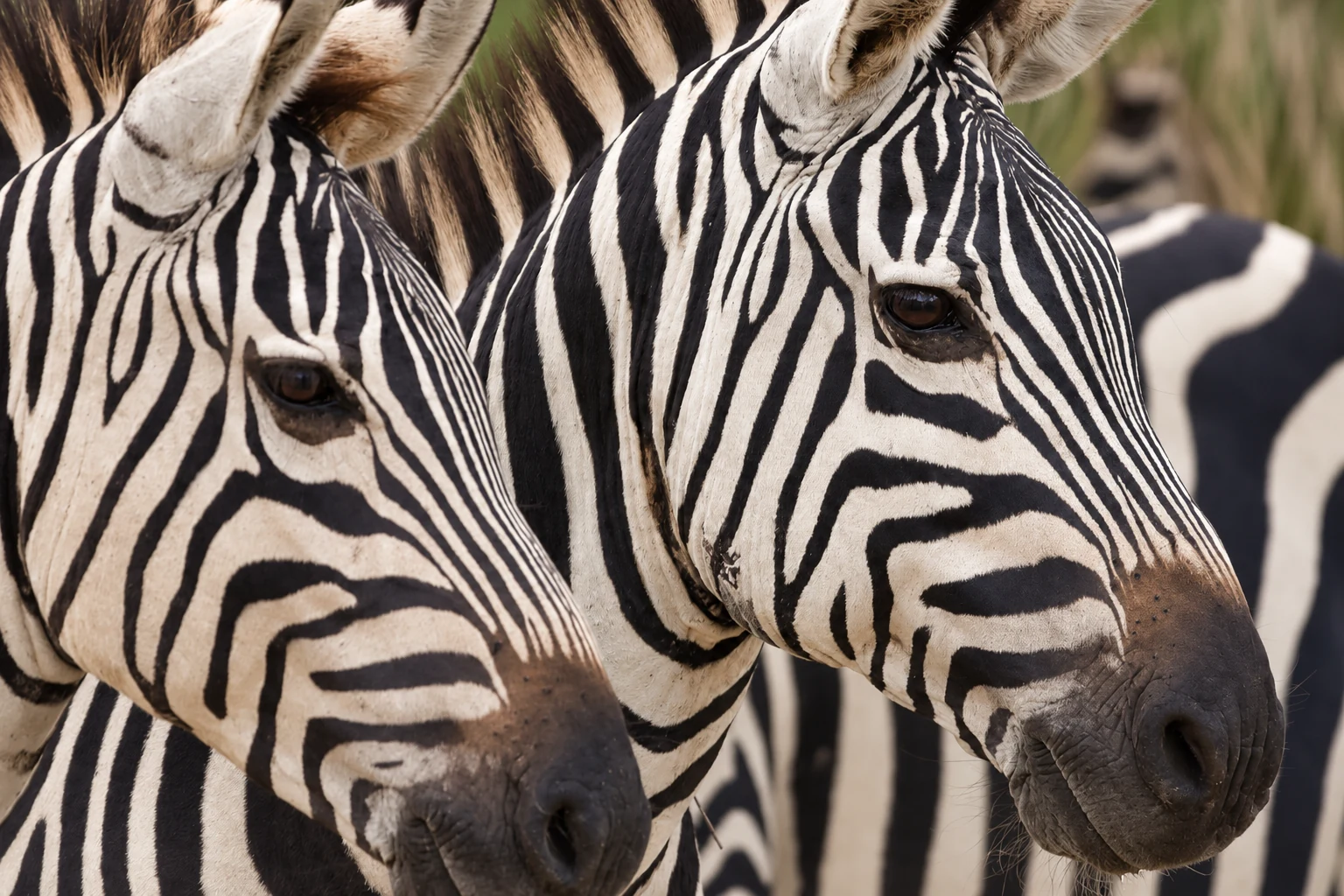 Close-up of two zebras