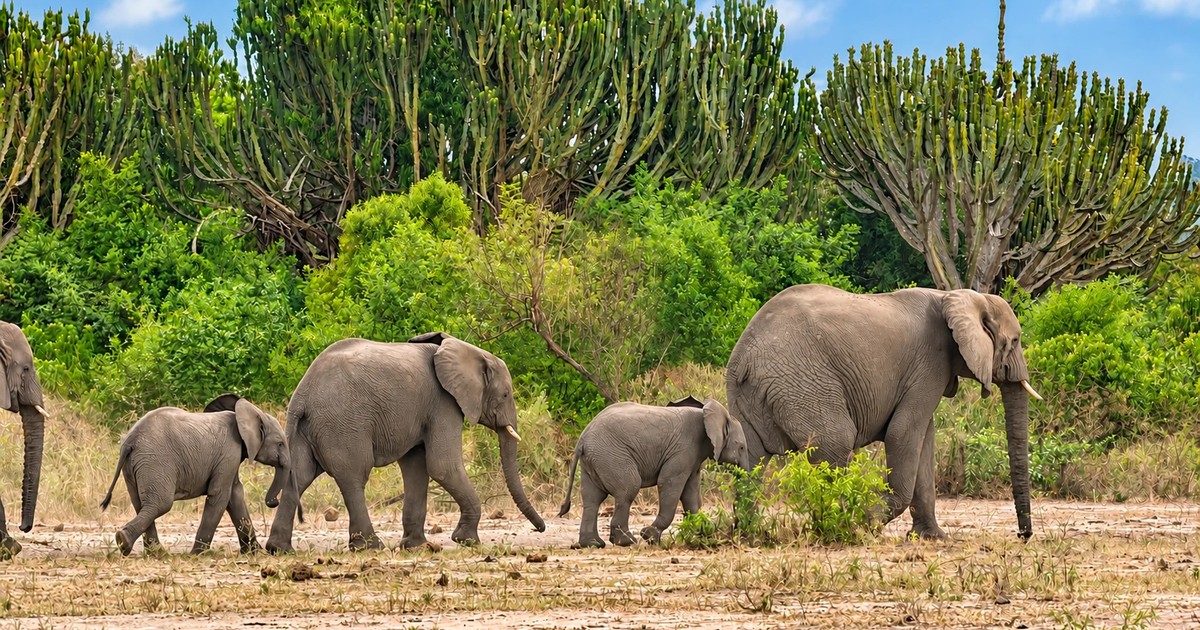 10-Day Uganda Gorilla & Wildlife Safari