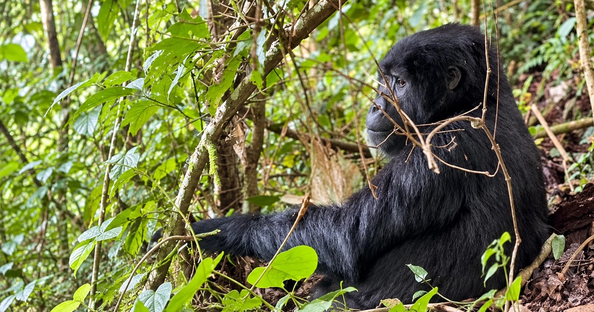 3-Day Fly-In Gorilla Trekking