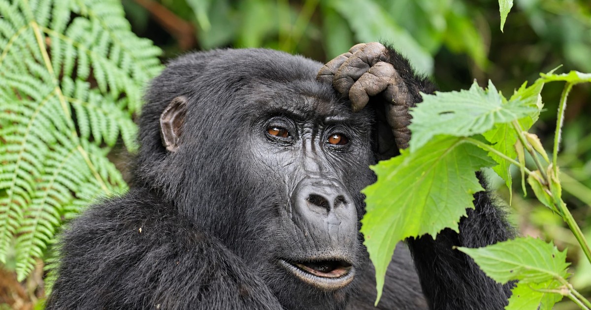 6-Day Gorillas & Wildlife