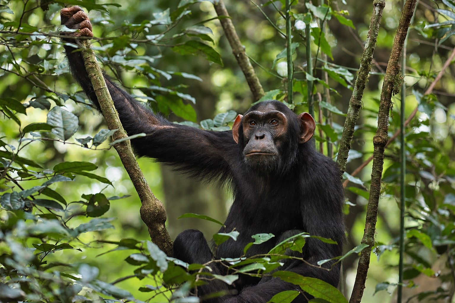 Chimpanzee holding a tree branch in the forest