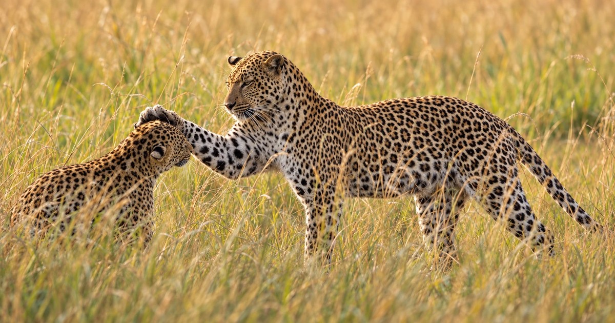 Safaris